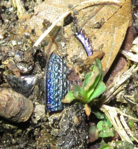 Réf. 320 977 : Carabus intricatus